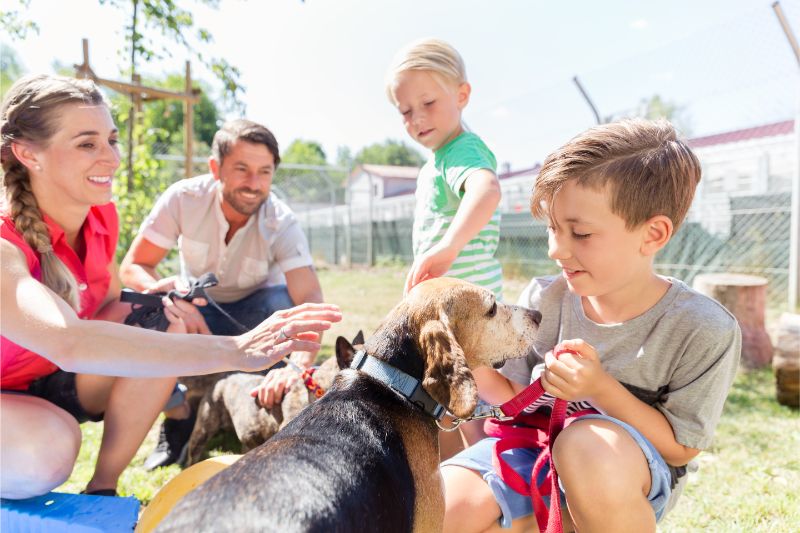 Animal Rescue Services Are a Great Assistance